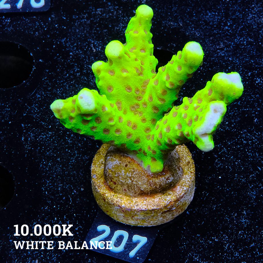 CB Incredible Hulk Montipora Digitata