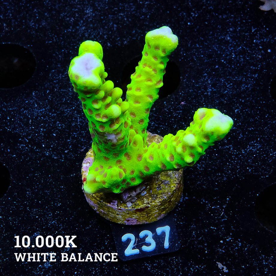 CB Incredible Hulk Montipora Digitata