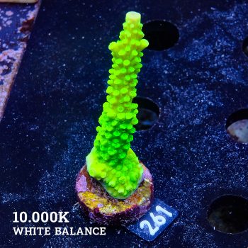 Acropora Tumida 'Enzmann'