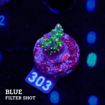 Acropora 'Tricolor'