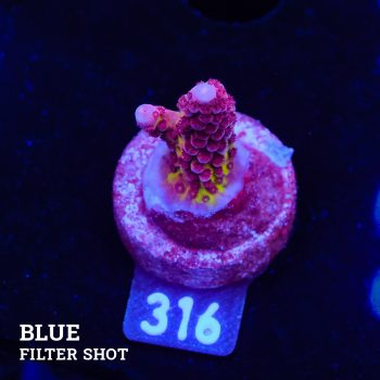 Acropora 'Fluo Bicolor II'