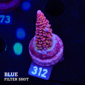 Acropora 'Fluo Bicolor II'