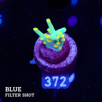 Acropora 'Yellow Sunset'