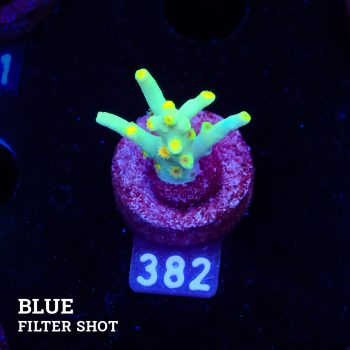 Acropora 'Yellow Sunset'