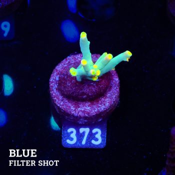 Acropora 'Yellow Sunset'