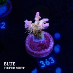 Vivids Confetti