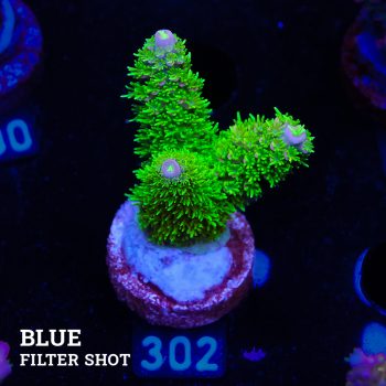 TK Tropical Blaze