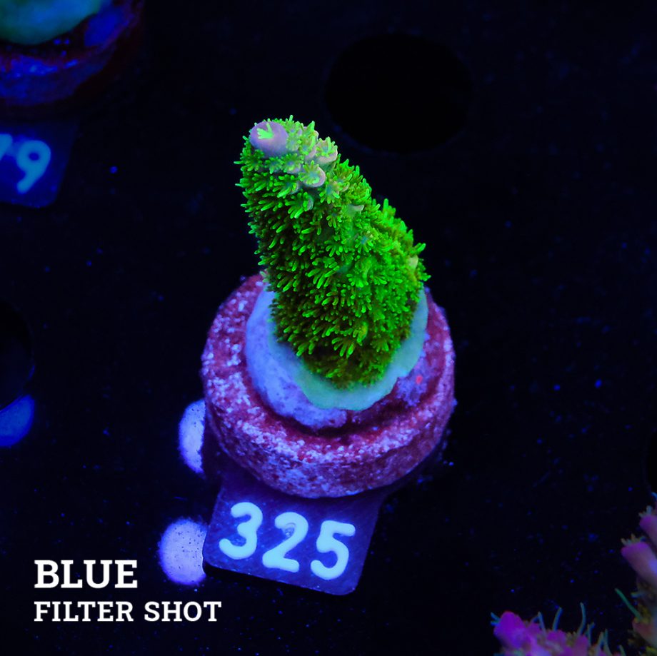 TK Tropical Blaze