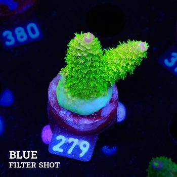 TK Tropical Blaze