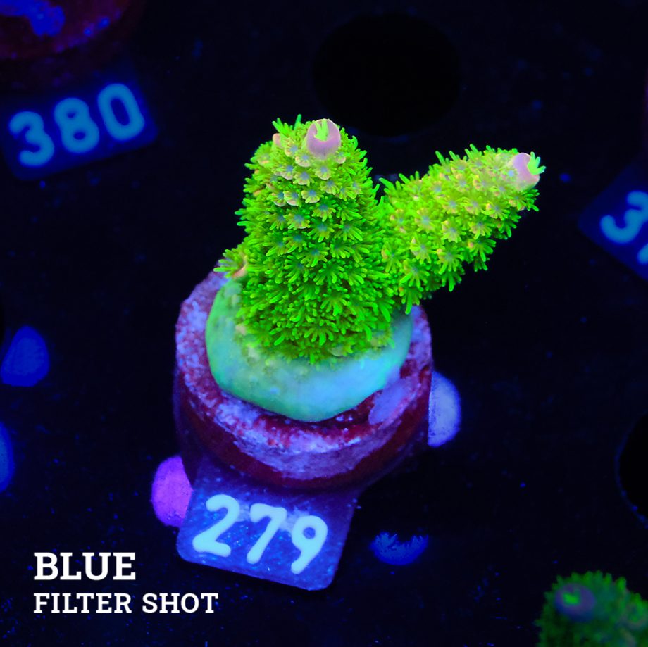 TK Tropical Blaze