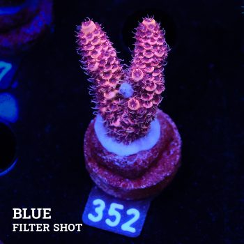Acropora Millepora