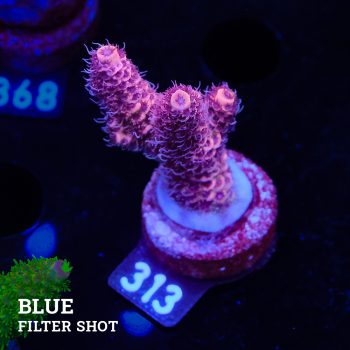 Acropora Millepora