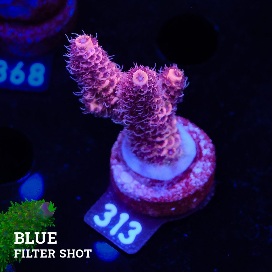 Acropora Millepora