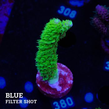 Acropora 'Hippies Cousin'