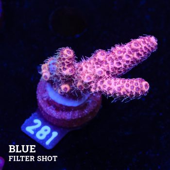 Acropora Millepora