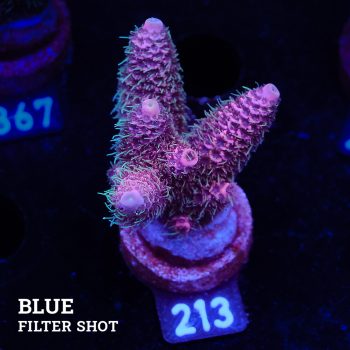 Acropora Millepora