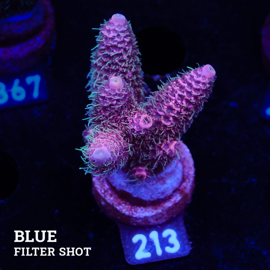 Acropora Millepora