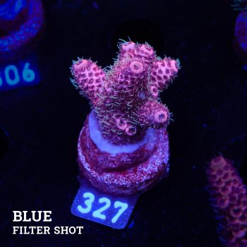 Acropora Millepora