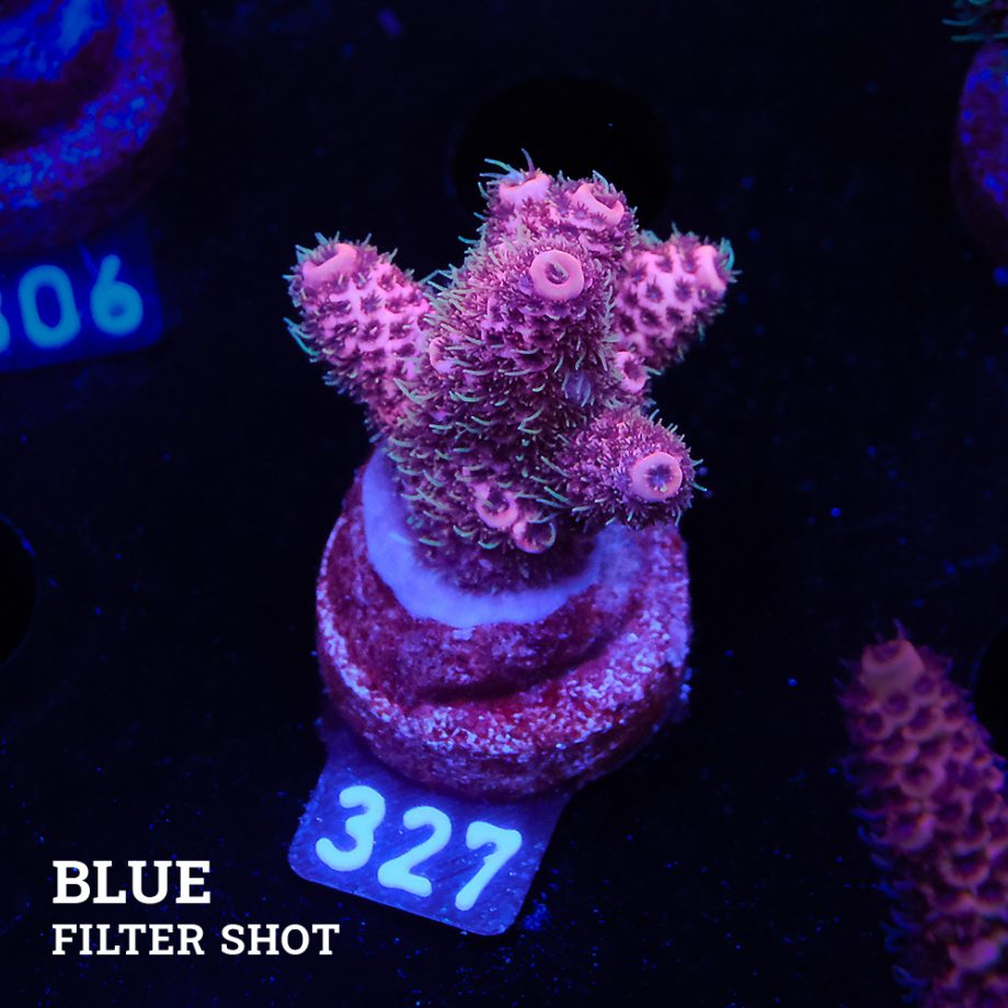 Acropora Millepora