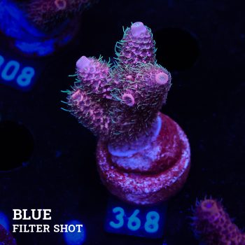 Acropora Millepora