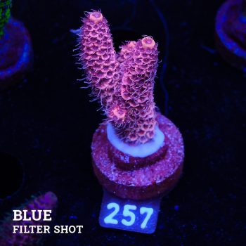 Acropora Millepora