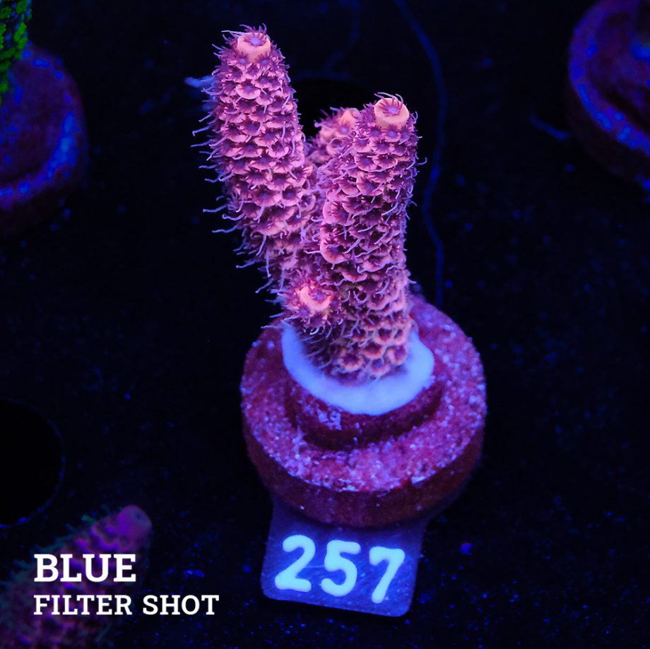 Acropora Millepora