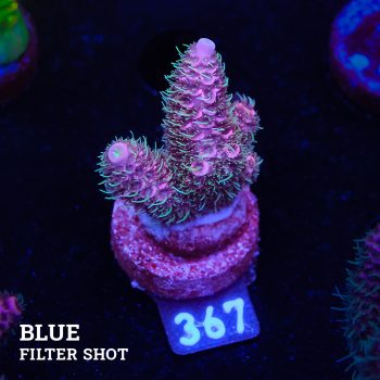 Acropora Millepora