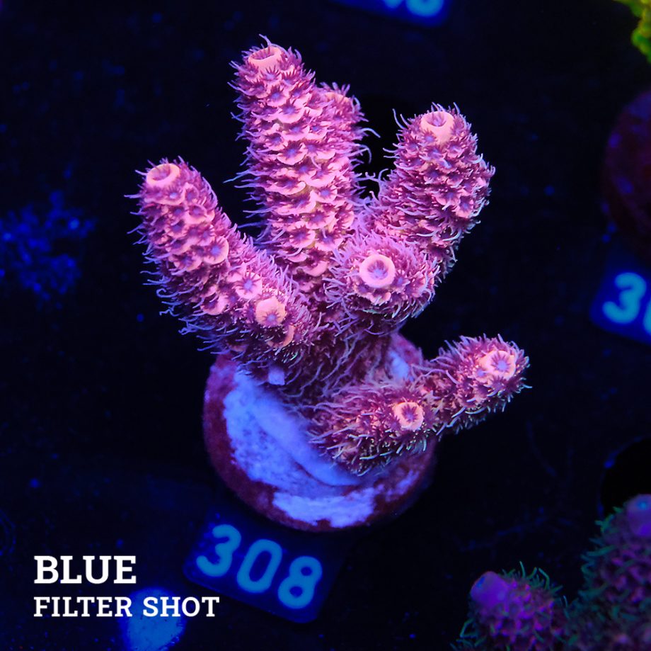 Acropora Millepora