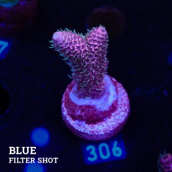 Acropora Millepora