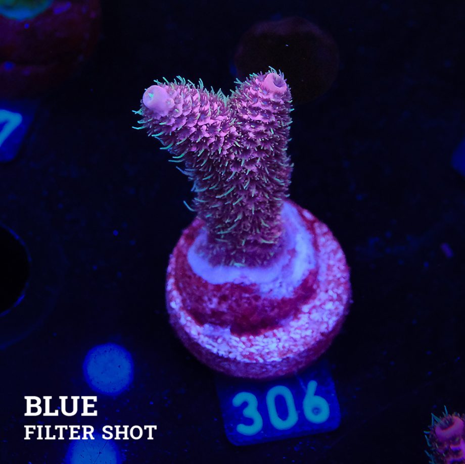 Acropora Millepora