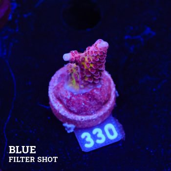 Acropora 'Fluo Bicolor II'