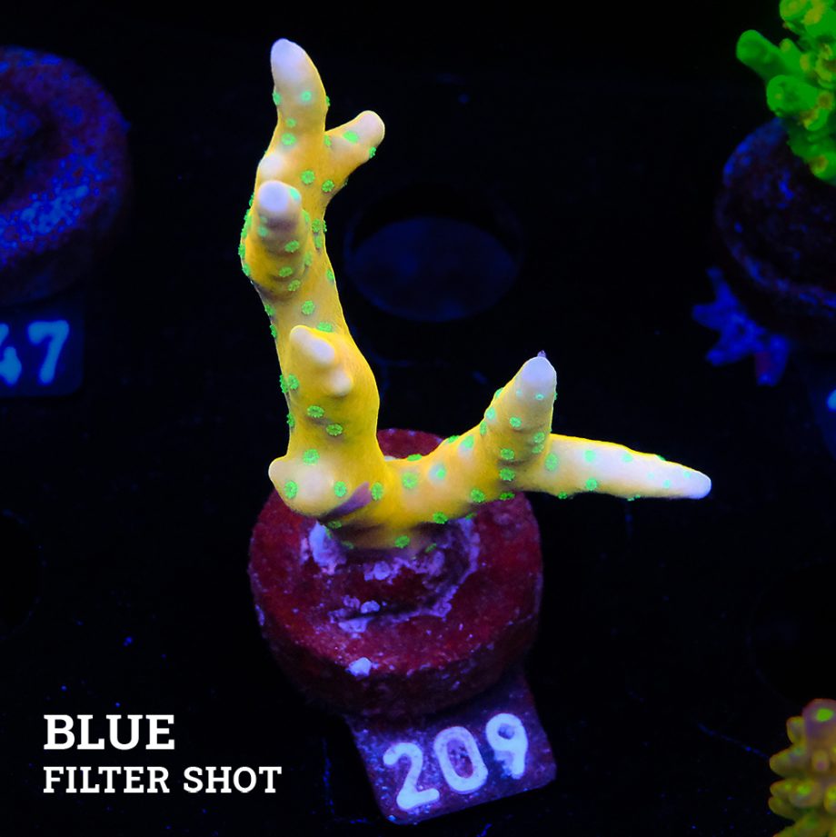 Anacropora 'Tropicana