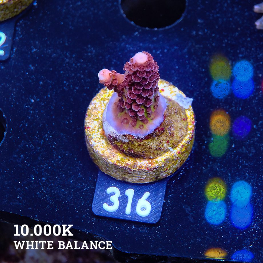 Acropora 'Fluo Bicolor II'