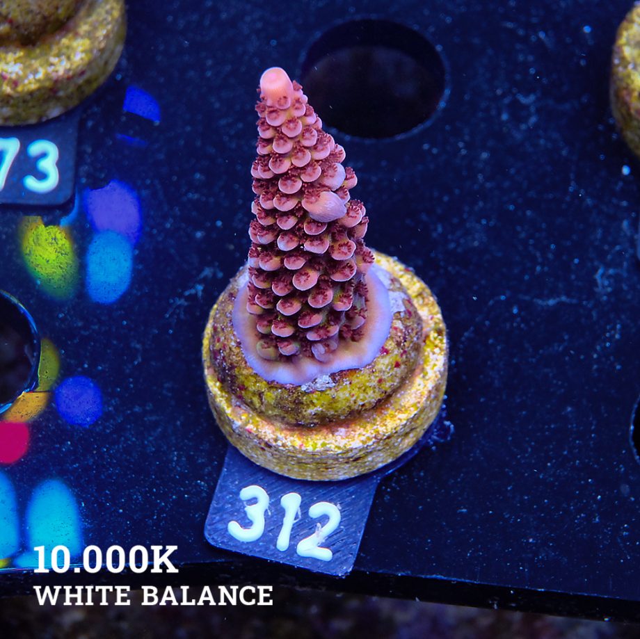 Acropora 'Fluo Bicolor II'