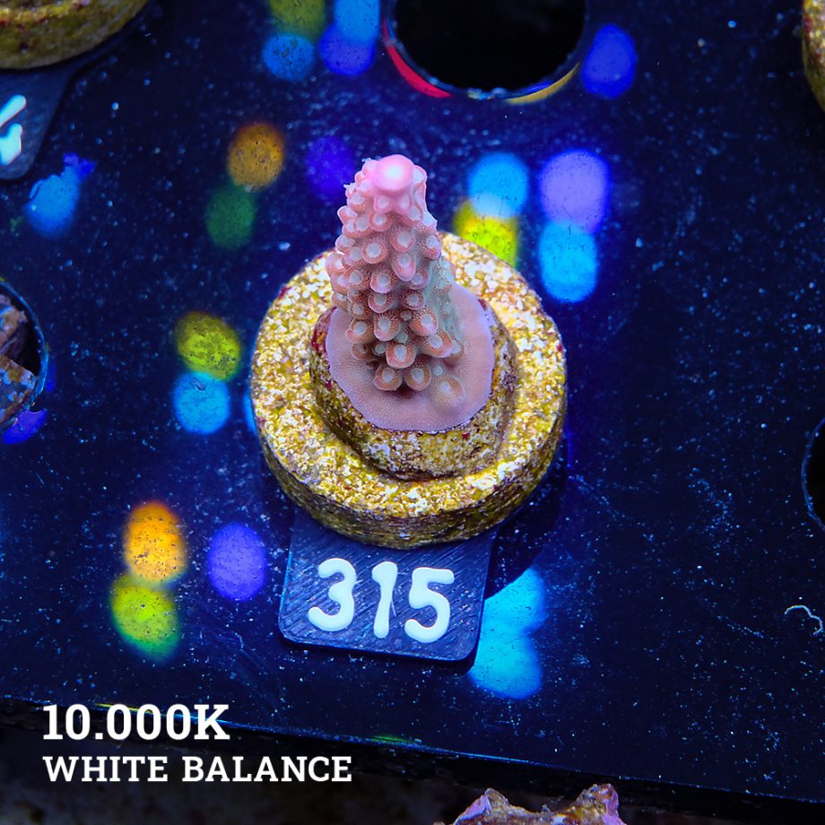 Acropora Divaricata