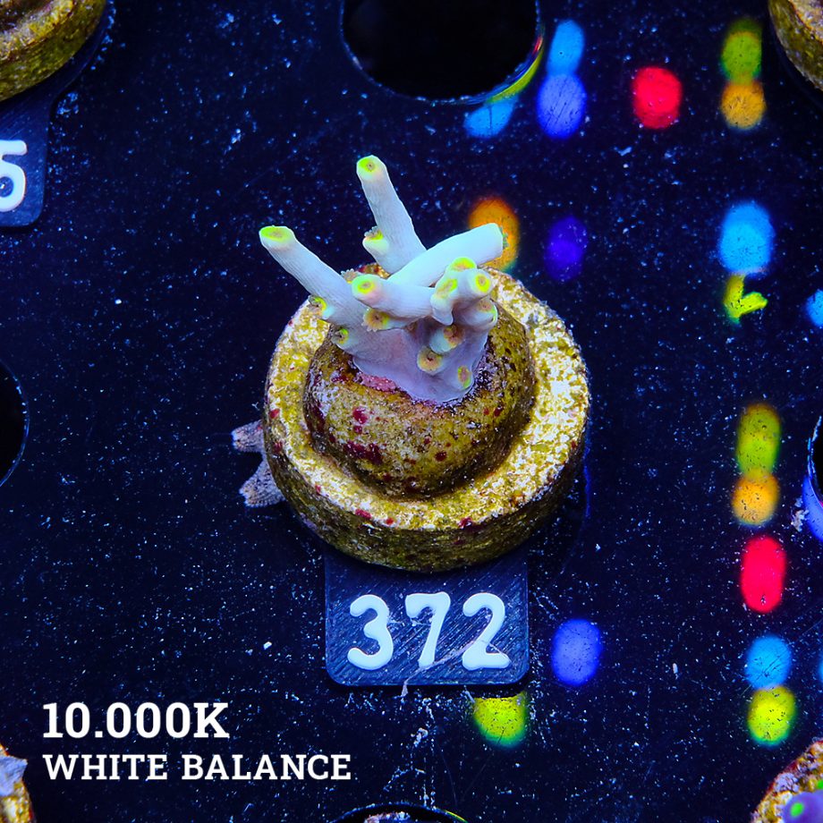 Acropora 'Yellow Sunset'