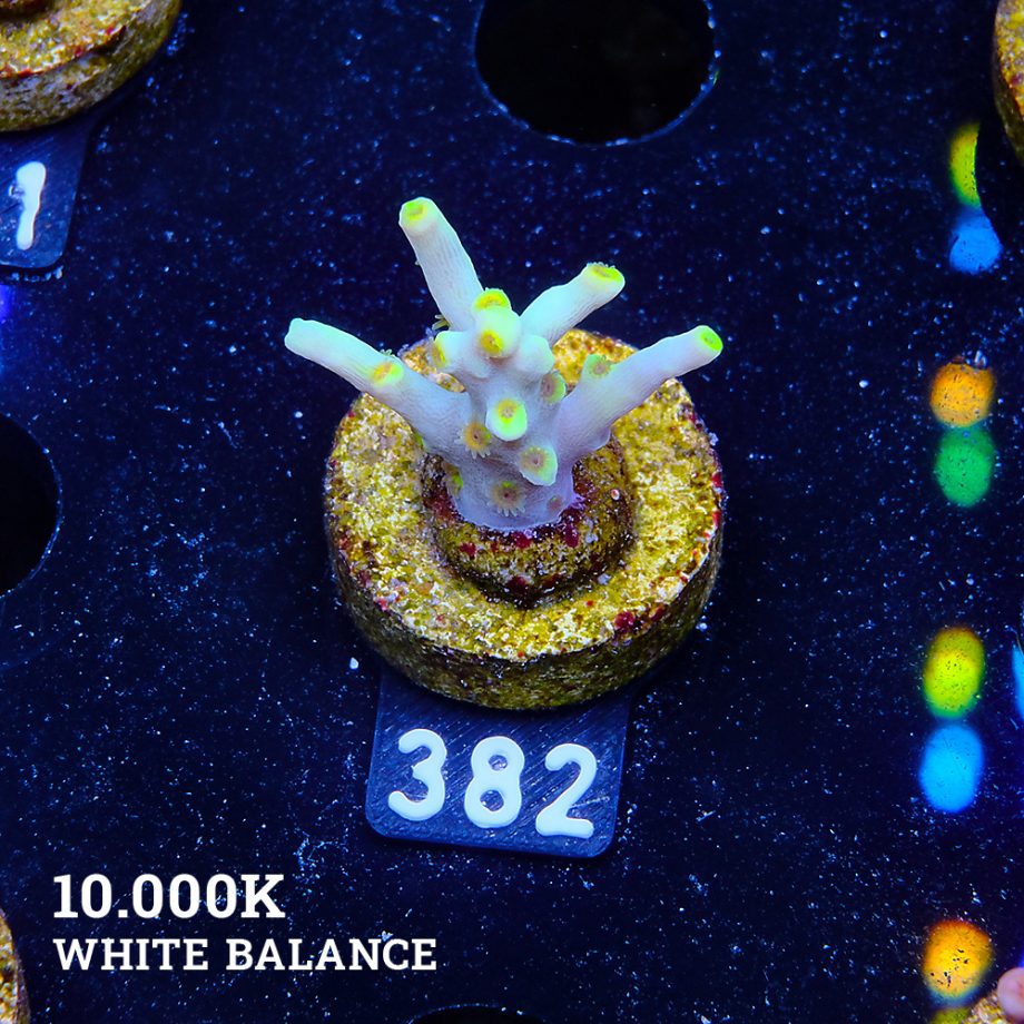 Acropora 'Yellow Sunset'