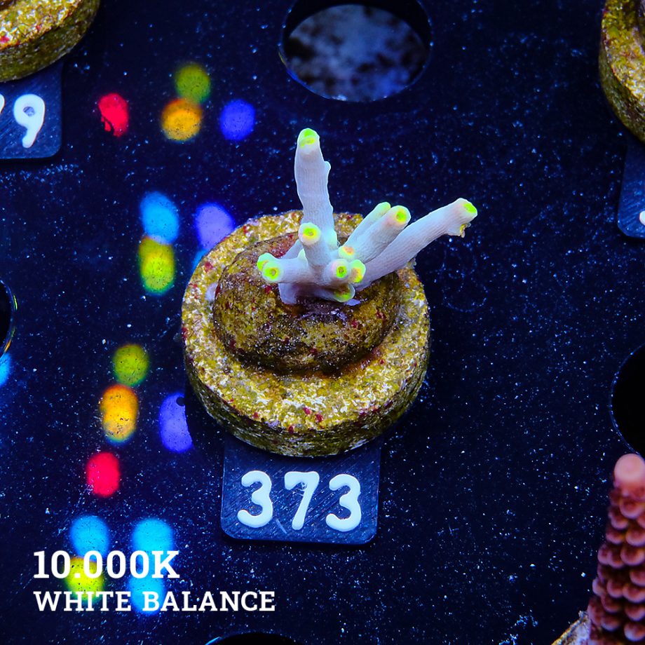 Acropora 'Yellow Sunset'
