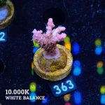 Vivids Confetti
