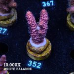 Acropora Millepora