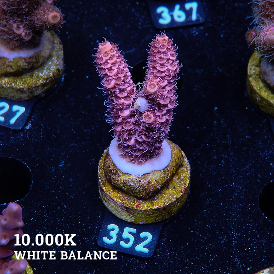 Acropora Millepora