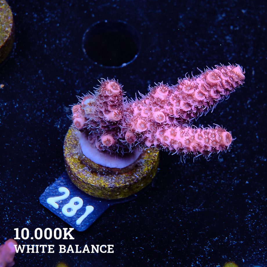 Acropora Millepora