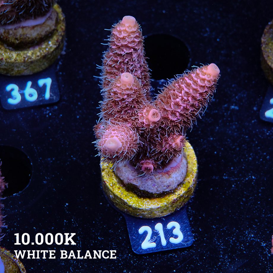 Acropora Millepora