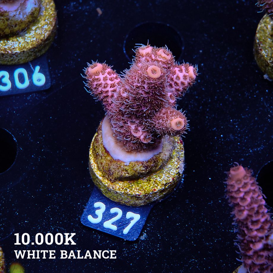 Acropora Millepora