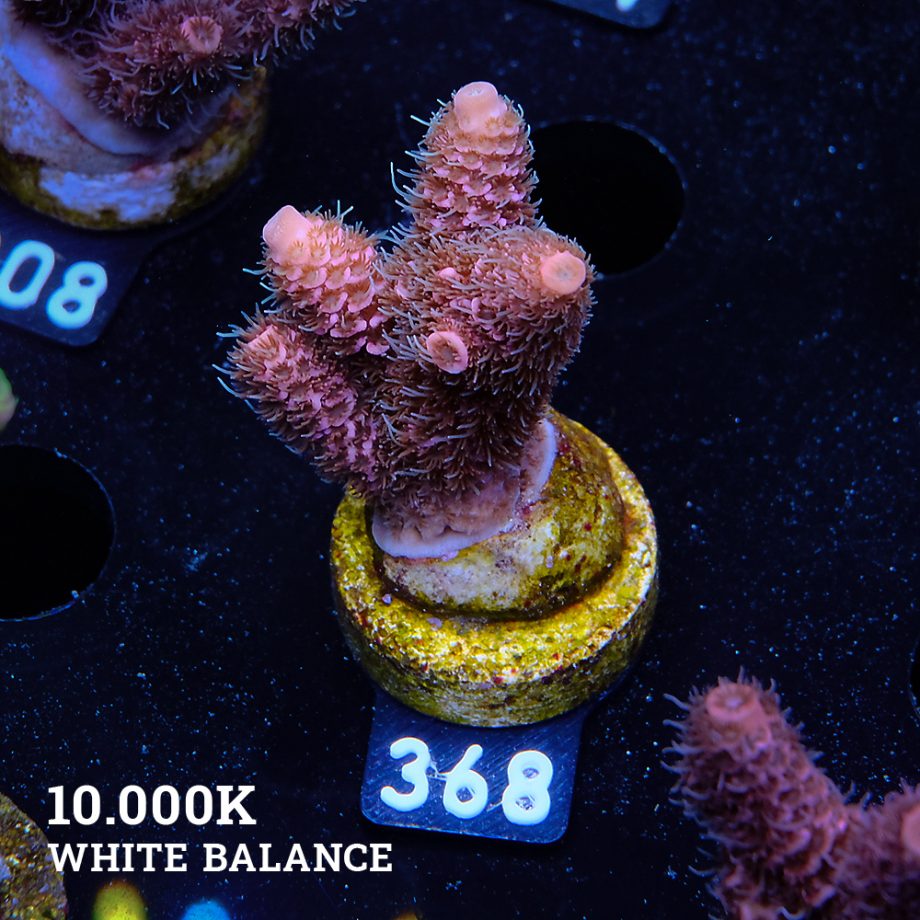 Acropora Millepora