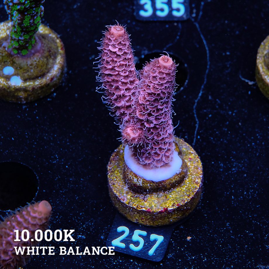 Acropora Millepora