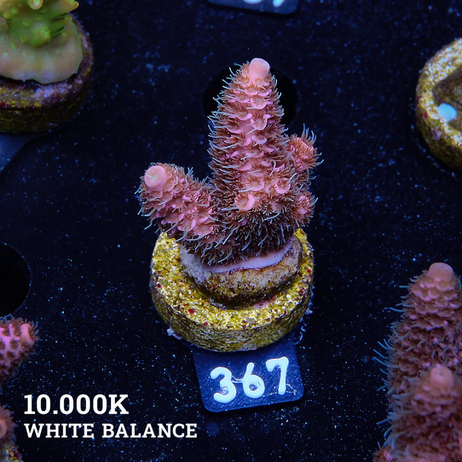 Acropora Millepora