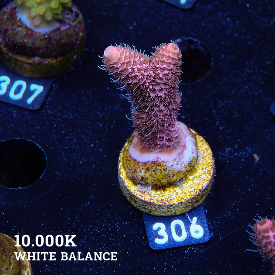 Acropora Millepora
