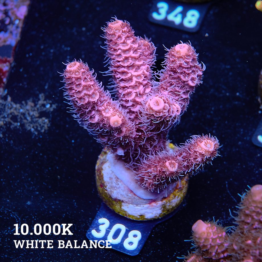 Acropora Millepora