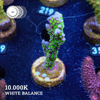 Montipora Hispida